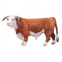 Animaux Taureau Hereford 