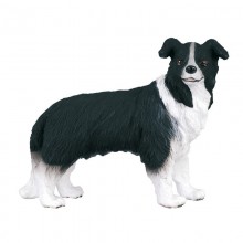 Animaux Border collie 