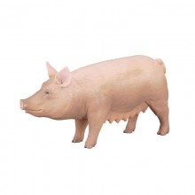 Animaux Truie 